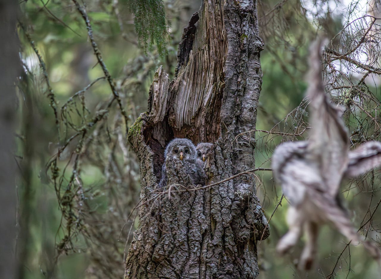 Home Two Ural owl chicks peek from a tree hollow as an adult flies nearby in a dense forest.