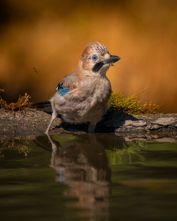 Home A vibrant Eurasian Jay perched by a pond, reflecting in tranquil water at sunset.