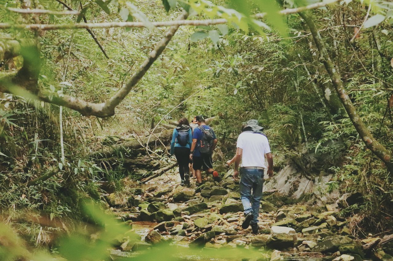 Home A group of people hiking through a lush, green forest on a rocky trail.